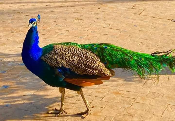 Готель Le Relais De Marrakech Ouahat Sidi Brahim Екстер'єр фото